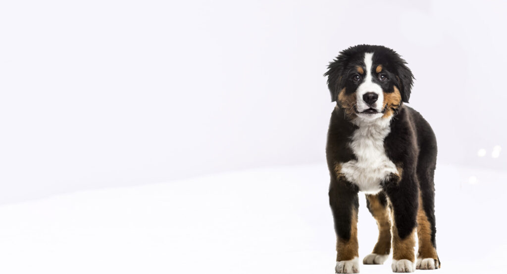 Pet Health Certificates Mondovi, Eau Claire, Osseo All Paws Animal