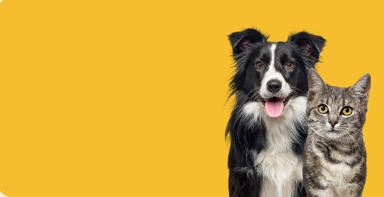 Pet Wellness Exam allpawsanimalhospitalmx