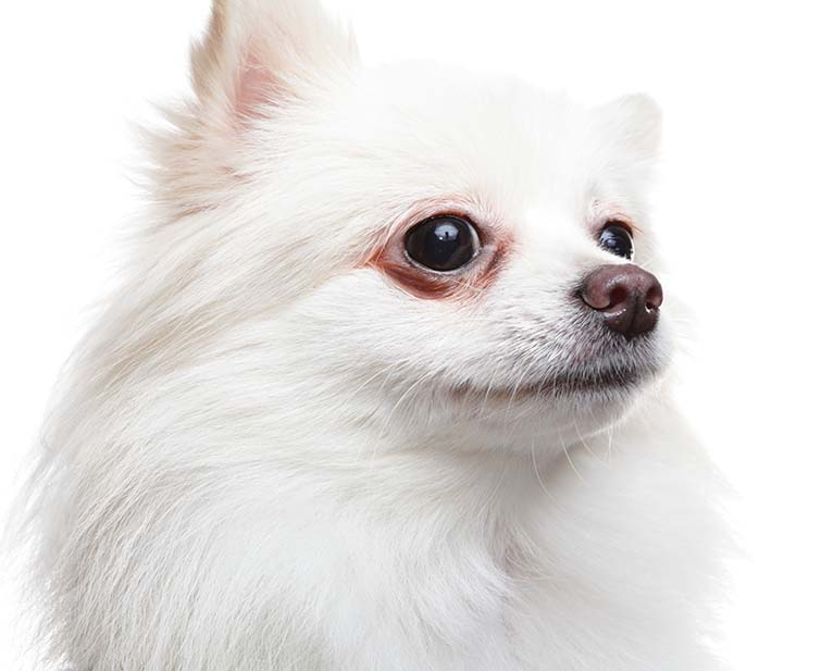 Pet Microchipping Mondovi, Eau Claire All Paws Animal Hospital