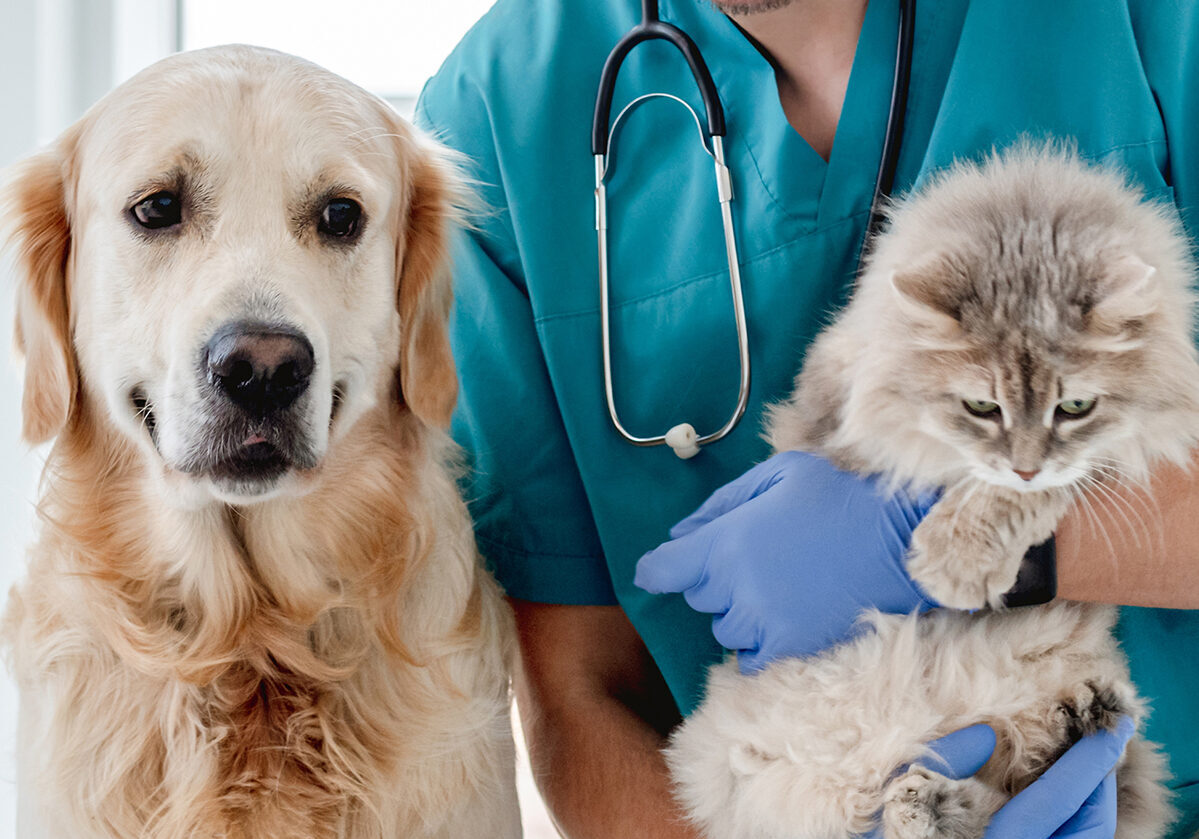 Dog Grooming Mondovi, Eau Claire All Paws Animal Hospital