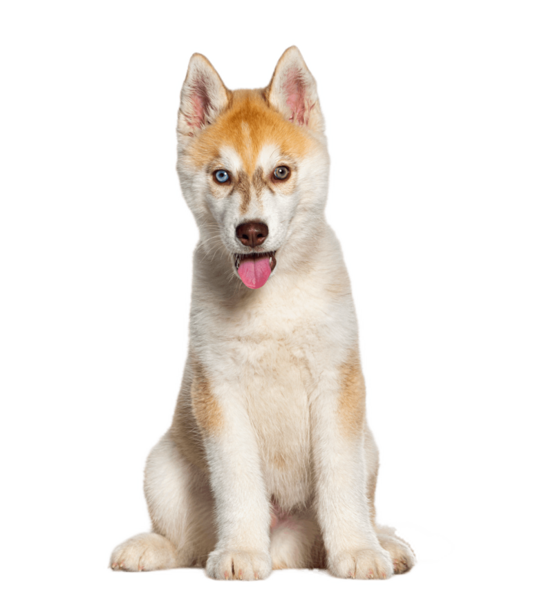 Dog Grooming Mondovi, Eau Claire All Paws Animal Hospital