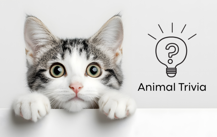 Vet near me wellness exam for dogs and cats at All Paws Animal Hospital in Mondovi WI