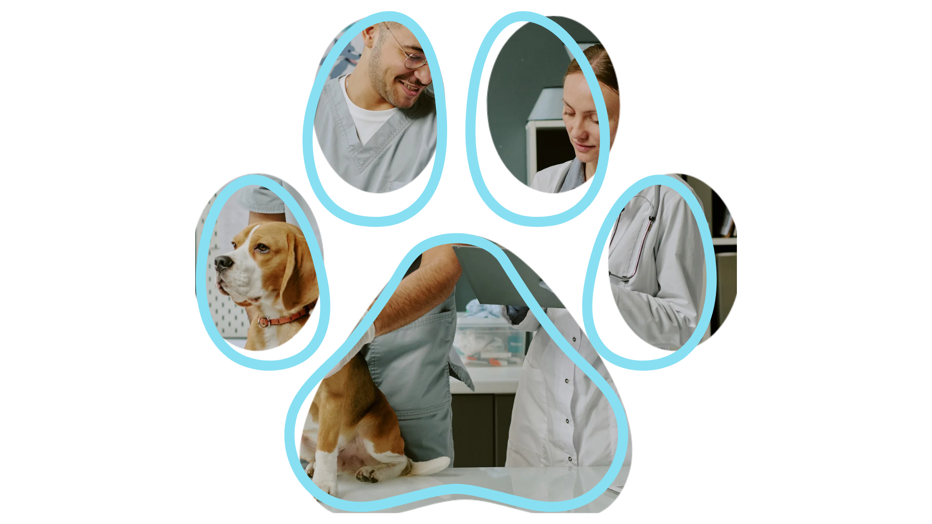 Vet near me dental care services at All Paws Animal Hospital in Mondovi Wisconsin