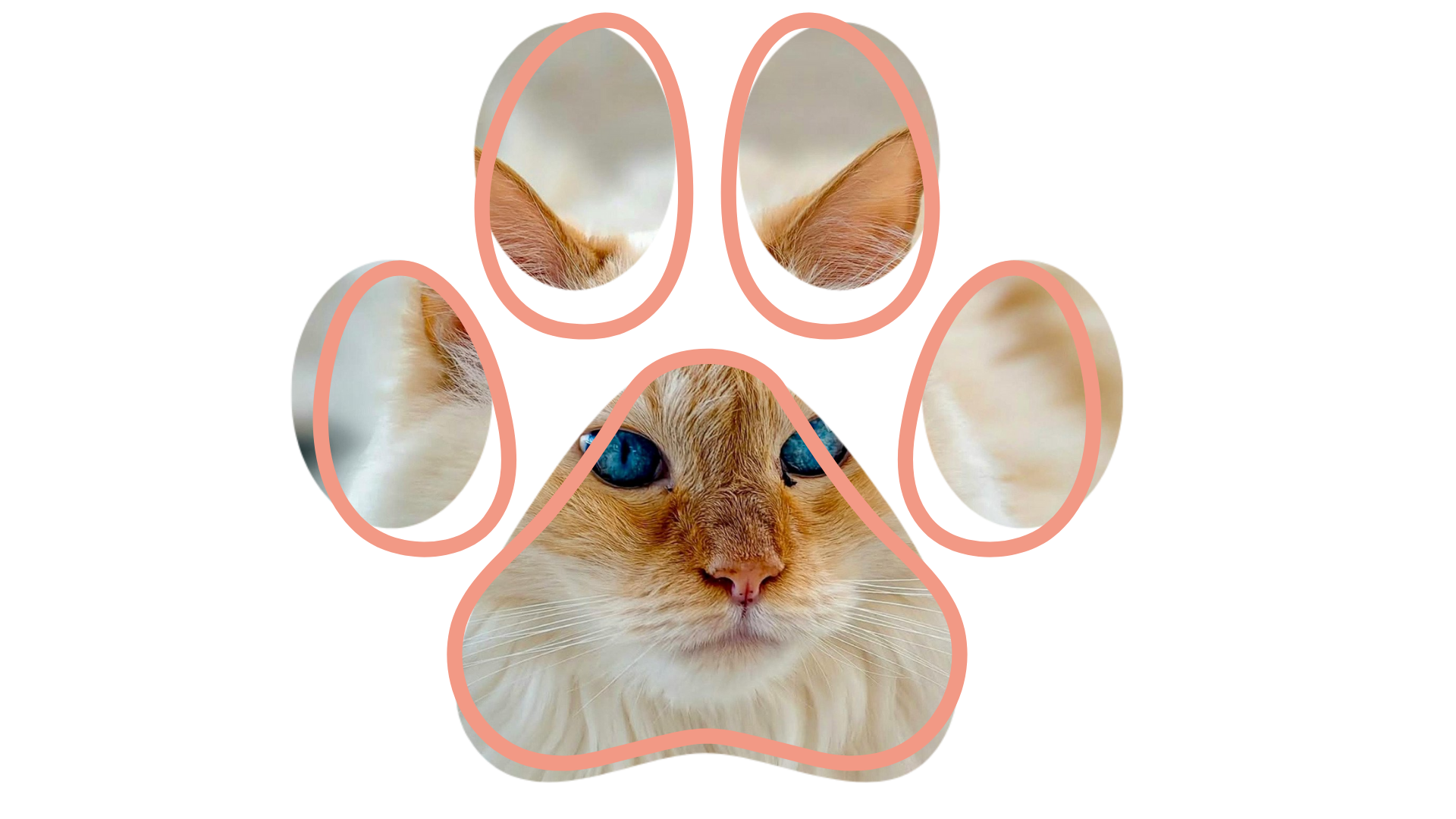 Vet near me trusted veterinary team at All Paws Animal Hospital in Mondovi WI