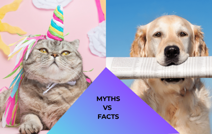 A cat dressed like a unicorn and a dog reading a newspaper about pet myths representing myths vs facts about pet care