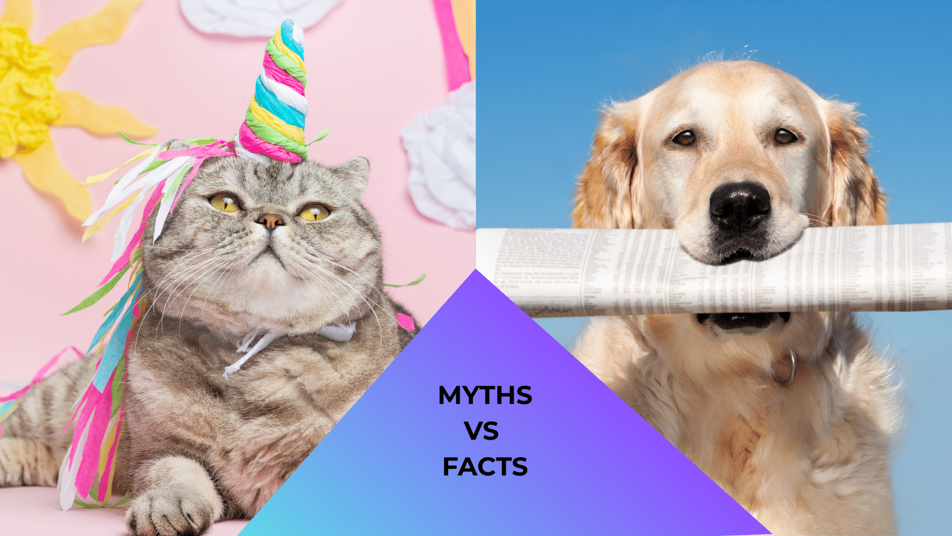 A cat dressed like a unicorn and a dog reading a newspaper about pet myths representing myths vs facts about pet care