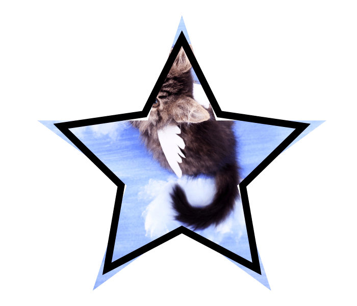 A cat with wings representing common pet care myths.