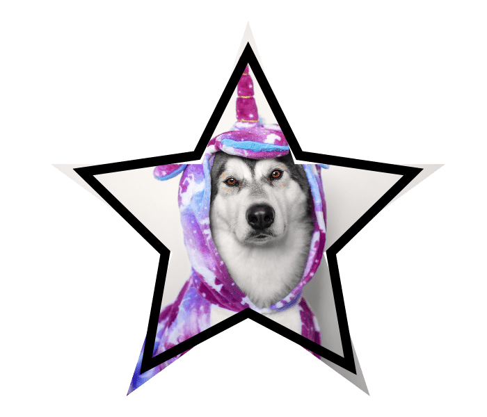 A dog wearing a unicorn costume to show pet care myths cover up facts.