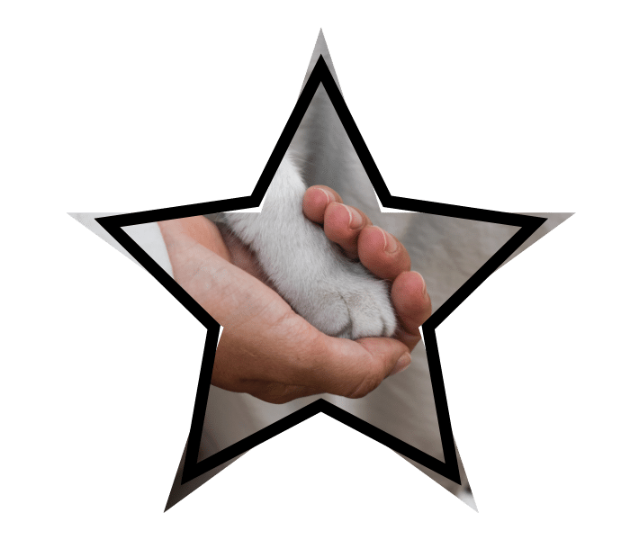 Animal care in Mondovi, WI at All Paws Animal Hospital with a person's hand gently holding a cat's paw during a caring interaction.